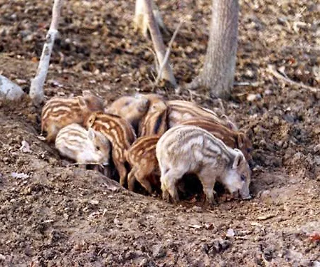 Santa Vittoria Alloggio per agriturismo *